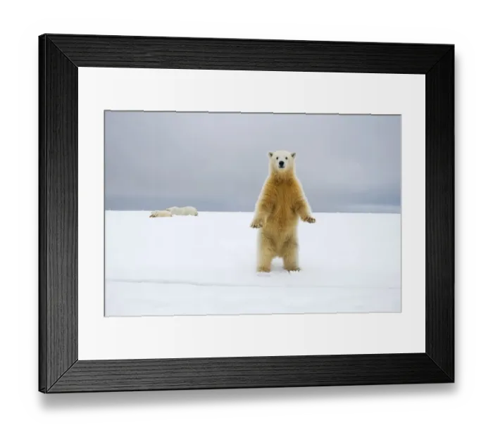 Framed Print : Polar bear (Ursus maritimus) curious cub stands along Bernard Spit as its mother Framed Print : Polar bear (Ursus maritimus) curious cub stands along Bernard Spit as its mother