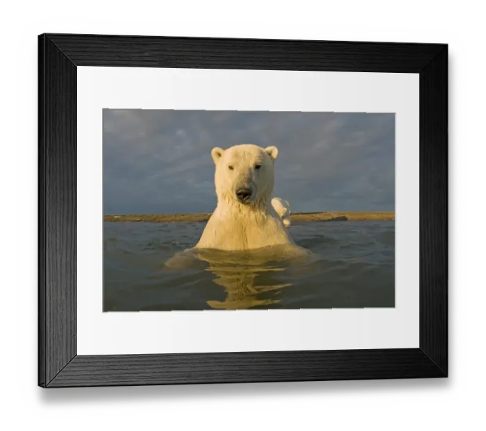 Framed Print : Polar bear (Ursus maritimus) curious young 2-year-old in water off a barrier island Framed Print : Polar bear (Ursus maritimus) curious young 2-year-old in water off a barrier island