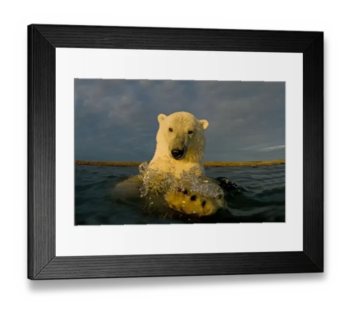Framed Print : Polar bear (Ursus maritimus) curious young 2-year-old in water off a barrier island Framed Print : Polar bear (Ursus maritimus) curious young 2-year-old in water off a barrier island