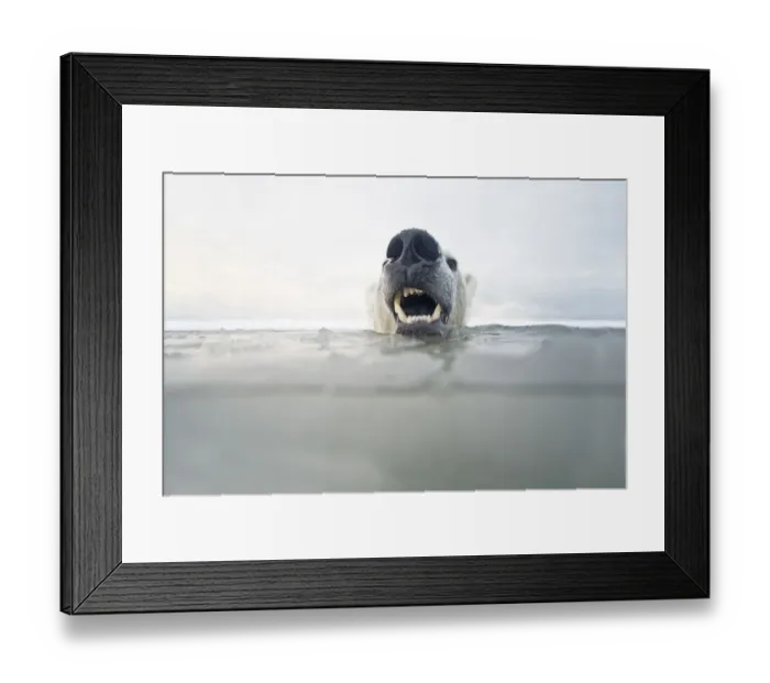 Framed Print : Polar bear (Ursus maritimus) young bear in freezing water during autumn freeze up Framed Print : Polar bear (Ursus maritimus) young bear in freezing water during autumn freeze up