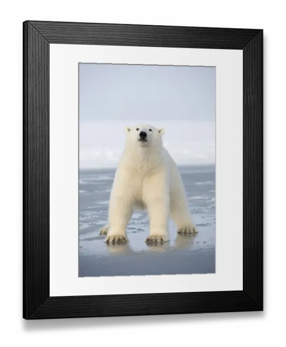 Framed Print : Polar bear (Ursus maritimus) juvenile crossing over newly forming pack ice, during autumn freeze up Framed Print : Polar bear (Ursus maritimus) juvenile crossing over newly forming pack ice, during autumn freeze up