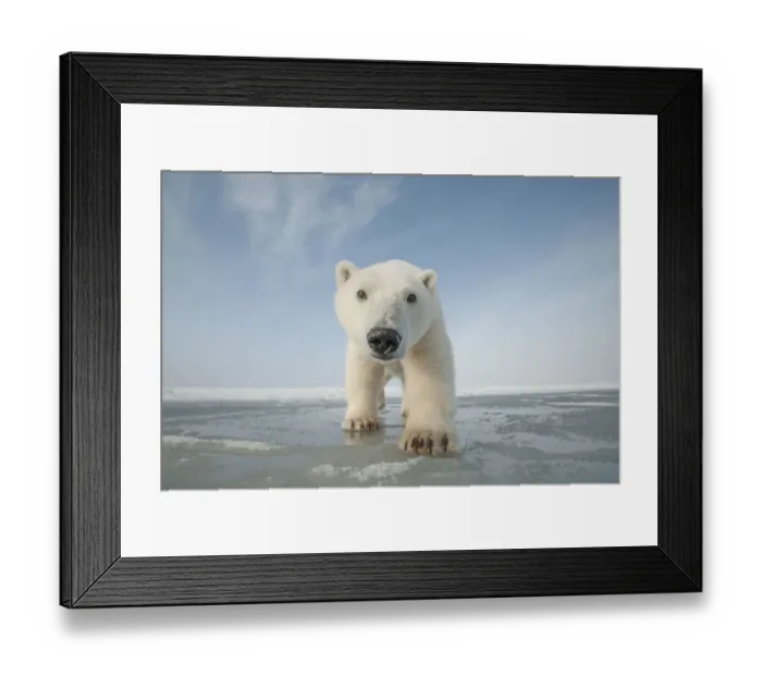 Framed Print : Polar bear (Ursus maritimus) curious young bear approaching over newly forming pack Framed Print : Polar bear (Ursus maritimus) curious young bear approaching over newly forming pack