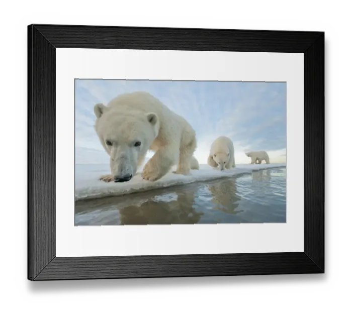 Framed Print : Polar bear (Ursus maritimus) mother with two juveniles walking along ice edge during Framed Print : Polar bear (Ursus maritimus) mother with two juveniles walking along ice edge during