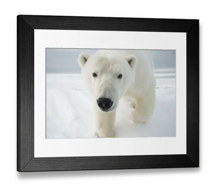 Framed Print : Polar bear (Ursus maritimus) curious young bear approaching over newly formed pack Framed Print : Polar bear (Ursus maritimus) curious young bear approaching over newly formed pack