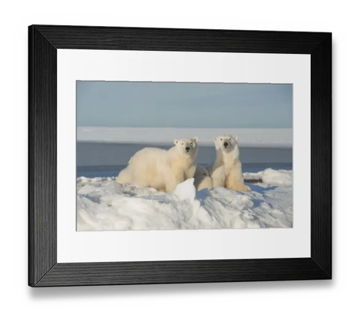 Framed Print : Polar bear (Ursus maritimus) sow with a two juveniles rest along newly formed pack Framed Print : Polar bear (Ursus maritimus) sow with a two juveniles rest along newly formed pack