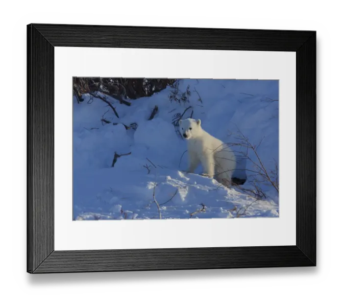 Framed Print : Polar bear (Ursus maritimus) cub at entrance to den, Manitoba, Canada. March Framed Print : Polar bear (Ursus maritimus) cub at entrance to den, Manitoba, Canada. March