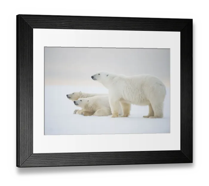 Framed Print : Polar bear (Ursus maritimus) mother with juveniles resting on newly formed pack Framed Print : Polar bear (Ursus maritimus) mother with juveniles resting on newly formed pack