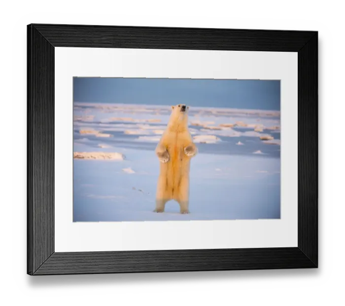 Framed Print : Polar bear (Ursus maritimus) sow standing along snow covered Bernard Spit, off the 1002 Area Framed Print : Polar bear (Ursus maritimus) sow standing along snow covered Bernard Spit, off the 1002 Area