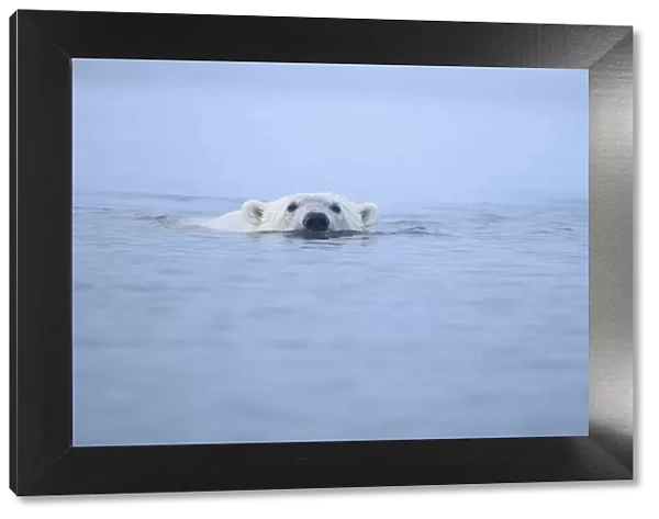 Polar bear (Ursus maritimus) swimming at surface of Beaufort Sea, Alaska, USA