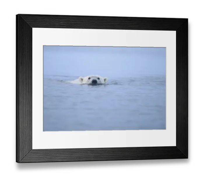 Framed Print : Polar bear (Ursus maritimus) swimming at surface of Beaufort Sea, Alaska, USA Framed Print : Polar bear (Ursus maritimus) swimming at surface of Beaufort Sea, Alaska, USA