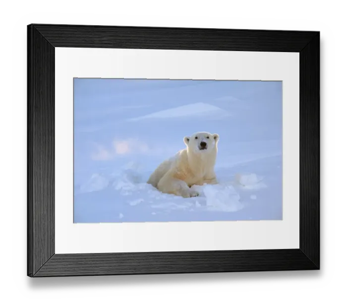 Framed Print : Polar bear (Ursus maritimus) female coming out the den. Wapusk National Park, Churchill Framed Print : Polar bear (Ursus maritimus) female coming out the den. Wapusk National Park, Churchill