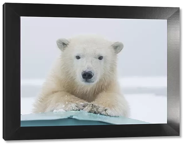 Polar bear (Ursus maritimus) portrait of a yearling along Bernard Spit, a barrier island
