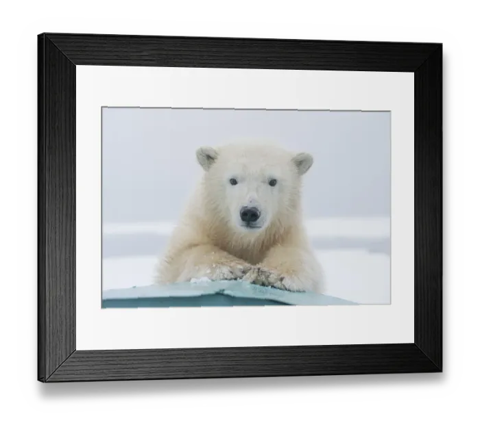 Framed Print : Polar bear (Ursus maritimus) portrait of a yearling along Bernard Spit, a barrier island Framed Print : Polar bear (Ursus maritimus) portrait of a yearling along Bernard Spit, a barrier island