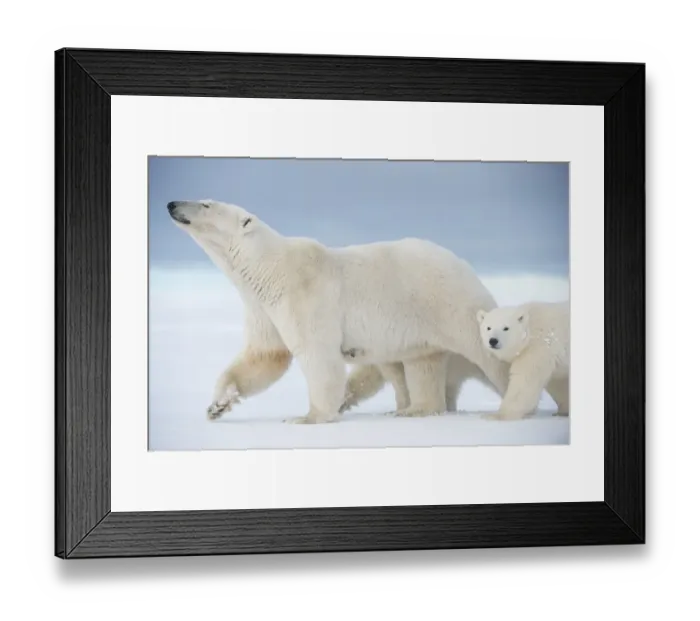 Framed Print : Polar bear (Ursus maritimus) sow with a pair of cubs walk on a barrier island during Framed Print : Polar bear (Ursus maritimus) sow with a pair of cubs walk on a barrier island during