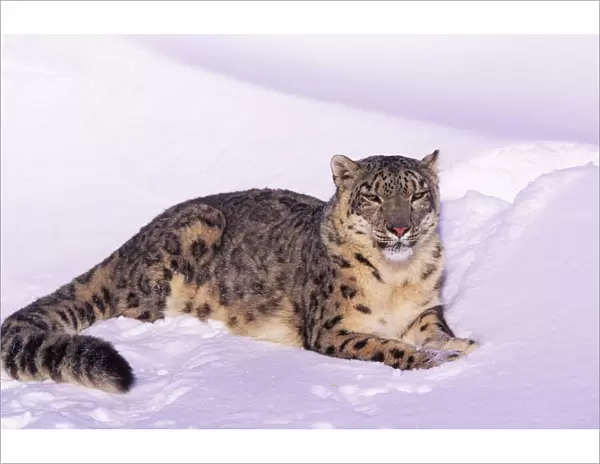 Snow leopard resting in snow (Panthera uncia) Captive