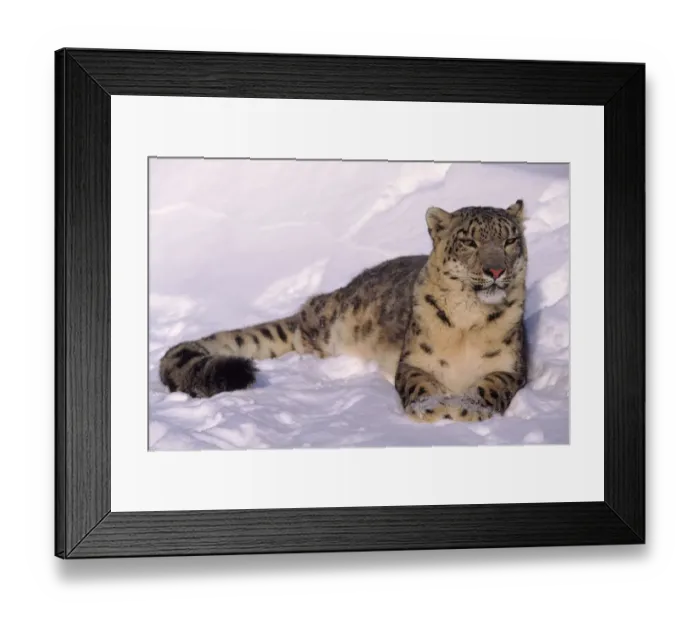 Framed Print : Snow leopard (Panthera uncia) resting in snow. Captive Framed Print : Snow leopard (Panthera uncia) resting in snow. Captive