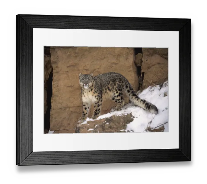 Framed Print : Snow leopard on snow covered rockface {Panthera uncia} captive Framed Print : Snow leopard on snow covered rockface {Panthera uncia} captive
