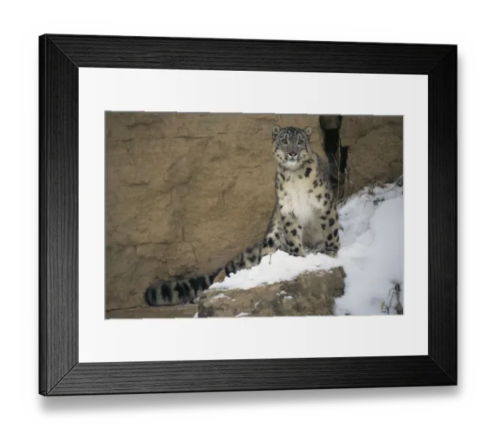 Framed Print : Snow Leopard on snowy rockface {Panthera uncia} captive Framed Print : Snow Leopard on snowy rockface {Panthera uncia} captive