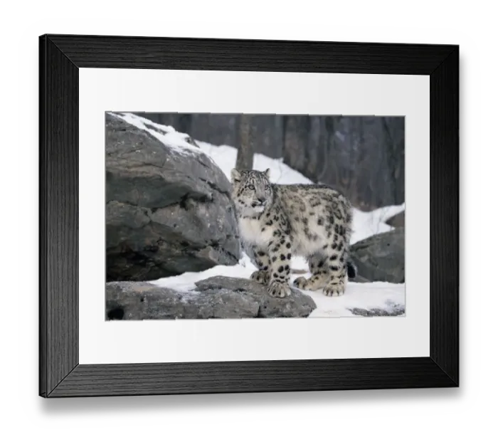 Framed Print : Juvenile Snow leopard {Panthera uncia} captive Framed Print : Juvenile Snow leopard {Panthera uncia} captive