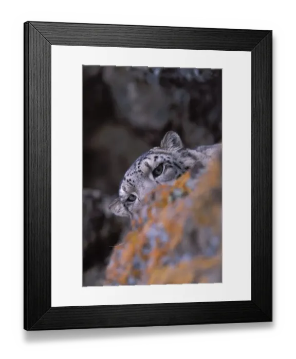 Framed Print : Snow leopard. Wild. {Panthera uncia} Ladakh, India Framed Print : Snow leopard. Wild. {Panthera uncia} Ladakh, India
