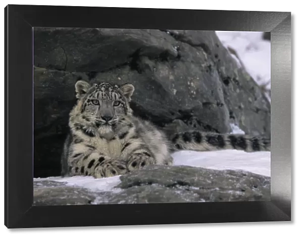Snow leopard {Panthera uncia} resting by rocks in snow, captive