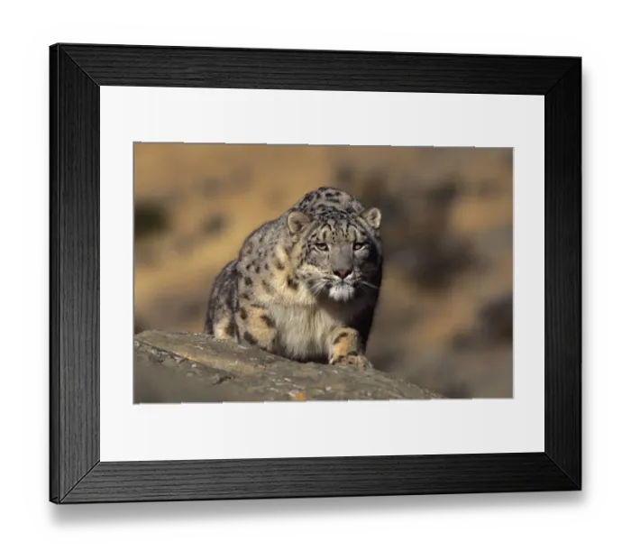 Framed Print : Snow leopard. Wild {Panthera uncia} Ladakh, India Framed Print : Snow leopard. Wild {Panthera uncia} Ladakh, India