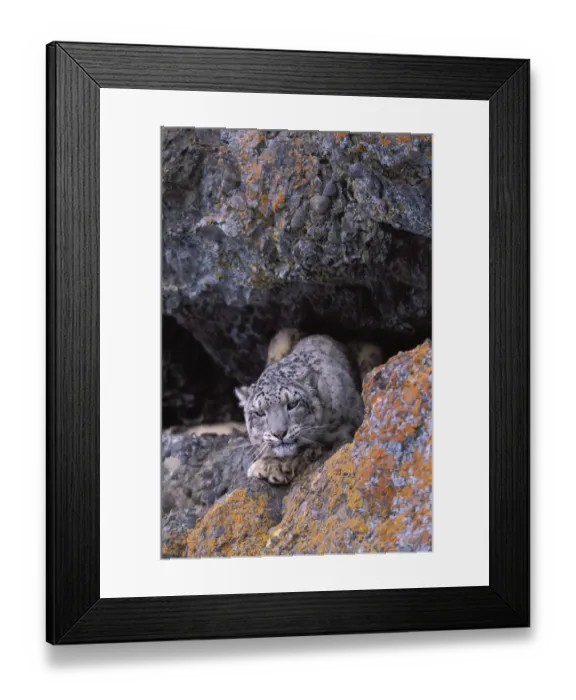 Framed Print : Snow leopard. Wild {Panthera uncia} Ladakh, India Framed Print : Snow leopard. Wild {Panthera uncia} Ladakh, India