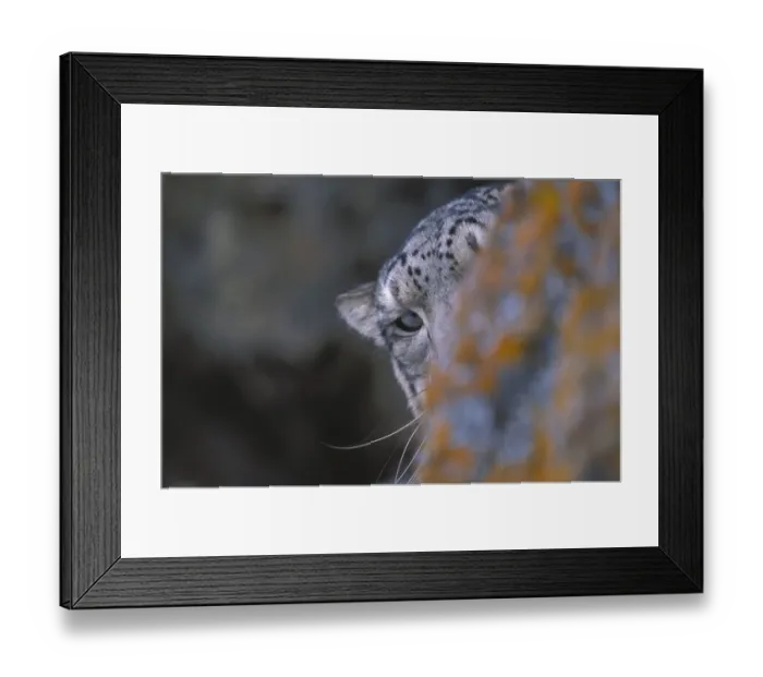 Framed Print : Snow leopard. Wild. {Panthera uncia}Ladakh, India Framed Print : Snow leopard. Wild. {Panthera uncia}Ladakh, India