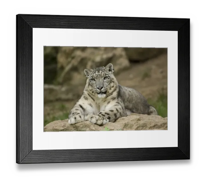 Framed Print : Snow leopard (Uncia uncia) captive, occurs in mountains of central and southern Asia Framed Print : Snow leopard (Uncia uncia) captive, occurs in mountains of central and southern Asia
