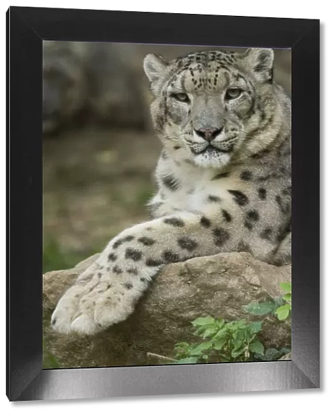 Snow leopard (Uncia uncia) captive, occurs in mountains of Central and southern Asia