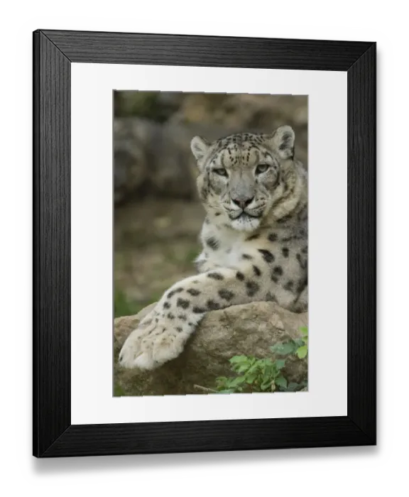 Framed Print : Snow leopard (Uncia uncia) captive, occurs in mountains of Central and southern Asia Framed Print : Snow leopard (Uncia uncia) captive, occurs in mountains of Central and southern Asia