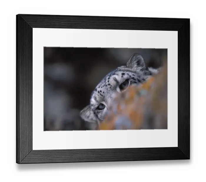 Framed Print : Snow leopard. Wild. {Panthera uncia} Hemis NP, Ladakh, India Framed Print : Snow leopard. Wild. {Panthera uncia} Hemis NP, Ladakh, India