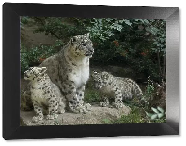 Snow leopard (Uncia uncia) mother with 2 cubs, captive, occurs in mountains of central