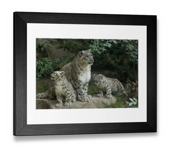 Framed Print : Snow leopard (Uncia uncia) mother with 2 cubs, captive, occurs in mountains of central Framed Print : Snow leopard (Uncia uncia) mother with 2 cubs, captive, occurs in mountains of central