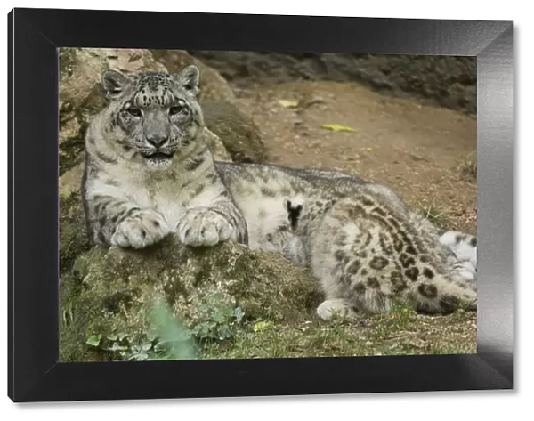 Snow leopard (Panthera uncia) mother suckling cub, captive, occurs in mountains of central