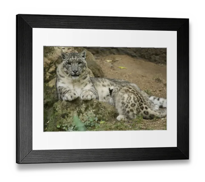 Framed Print : Snow leopard (Panthera uncia) mother suckling cub, captive, occurs in mountains of central Framed Print : Snow leopard (Panthera uncia) mother suckling cub, captive, occurs in mountains of central