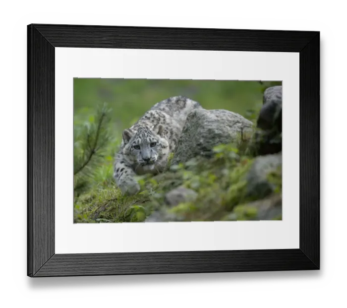 Framed Print : Captive Snow leopard (Panthera uncia) stalking, partly camouflaged by rocks in Heidezoo Framed Print : Captive Snow leopard (Panthera uncia) stalking, partly camouflaged by rocks in Heidezoo