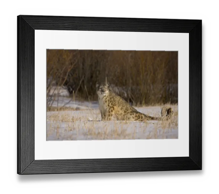 Framed Print : Snow leopard {Panthera uncia} sitting in snowy landscape, China, captive Framed Print : Snow leopard {Panthera uncia} sitting in snowy landscape, China, captive