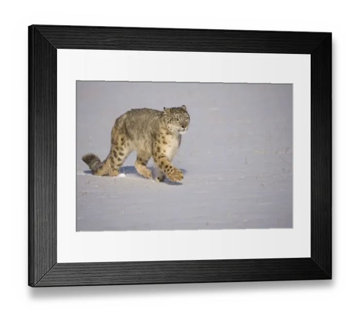 Framed Print : Snow leopard {Panthera uncia} walking over snow, China, captive Framed Print : Snow leopard {Panthera uncia} walking over snow, China, captive