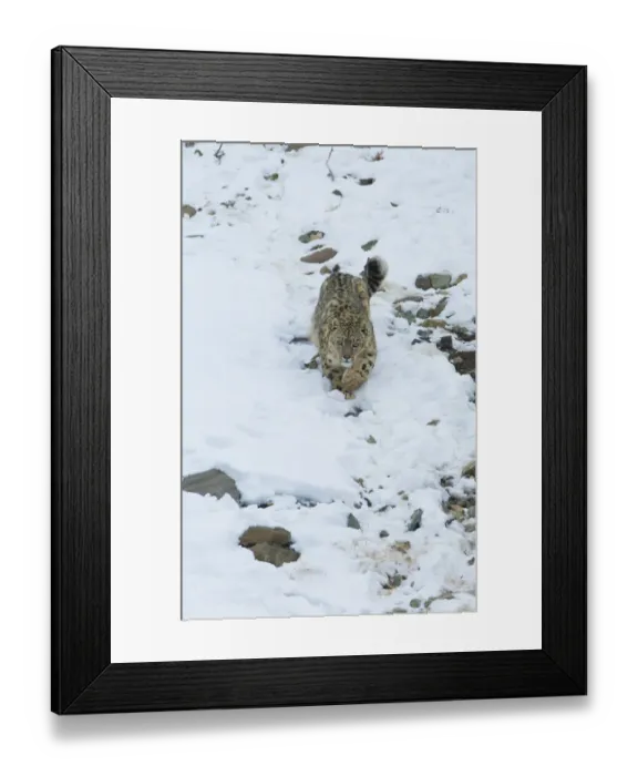 Framed Print : Snow leopard (Panthera uncia), Hemis National Park, Ladakh, India, February Framed Print : Snow leopard (Panthera uncia), Hemis National Park, Ladakh, India, February