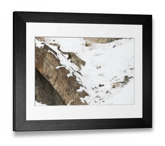 Framed Print : Snow Leopard (Uncia uncia) walking down snow covered slope, Hemis National Park, Ladakh Framed Print : Snow Leopard (Uncia uncia) walking down snow covered slope, Hemis National Park, Ladakh