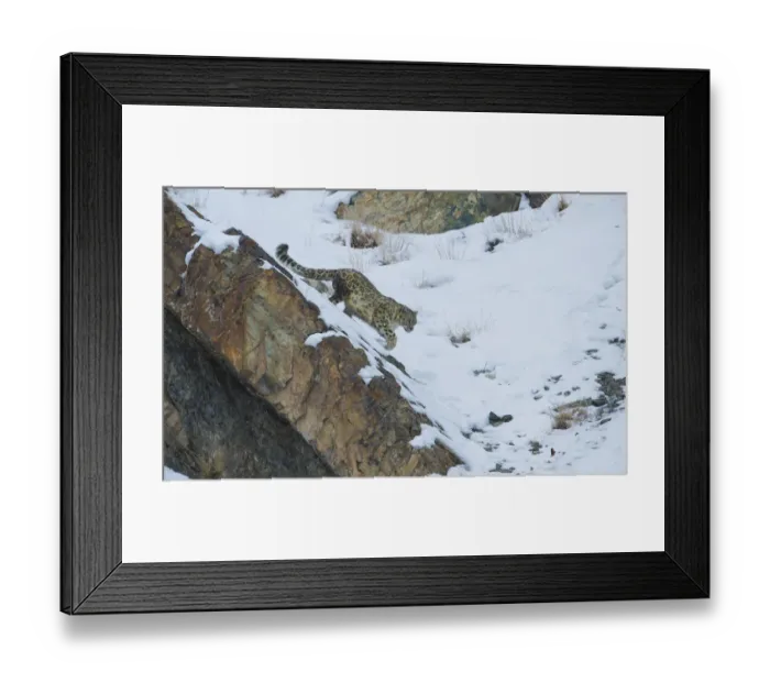 Framed Print : Snow leopard (Panthera uncia), Hemis National Park, Ladakh, India, February Framed Print : Snow leopard (Panthera uncia), Hemis National Park, Ladakh, India, February