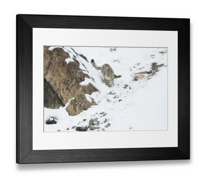 Framed Print : Snow leopard (Uncia uncia) walking down snow covered slope, Hemas National Park, Ladakh, India Framed Print : Snow leopard (Uncia uncia) walking down snow covered slope, Hemas National Park, Ladakh, India