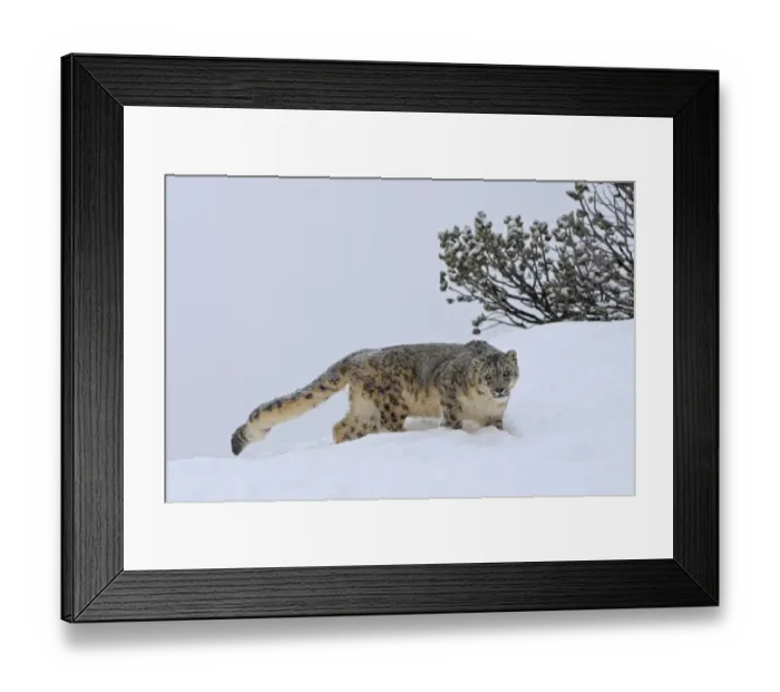 Framed Print : Snow leopard (Panthera uncia) in snow, captive, USA Framed Print : Snow leopard (Panthera uncia) in snow, captive, USA