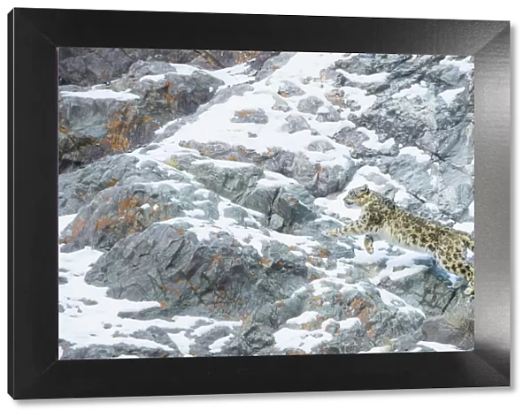Snow Leopard (Panthera uncia) climbing up mountain slope, Hemis National Park, India