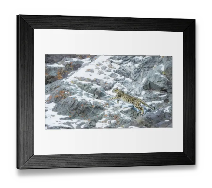 Framed Print : Snow Leopard (Panthera uncia) climbing up mountain slope, Hemis National Park, India