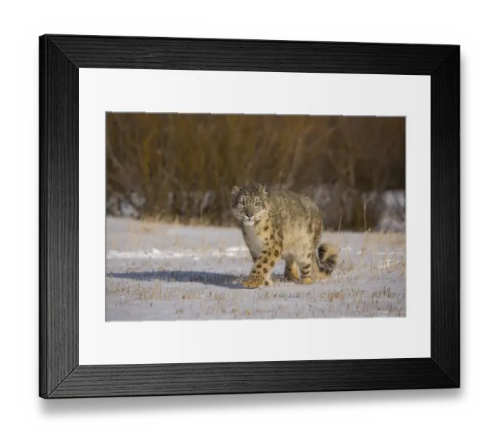Framed Print : Snow leopard {Panthera uncia} walking across snowy landscape, China, captive Framed Print : Snow leopard {Panthera uncia} walking across snowy landscape, China, captive