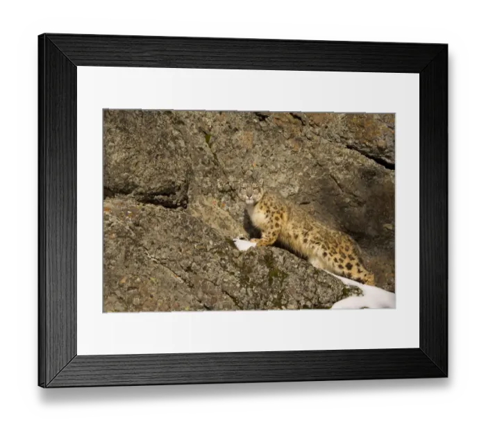 Framed Print : Snow leopard {Panthera uncia} on rocky ground, China, captive Framed Print : Snow leopard {Panthera uncia} on rocky ground, China, captive