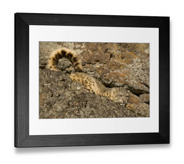 Framed Print : Snow leopard {Panthera uncia} camouflaged in crevice on rocky ground, China, captive Framed Print : Snow leopard {Panthera uncia} camouflaged in crevice on rocky ground, China, captive