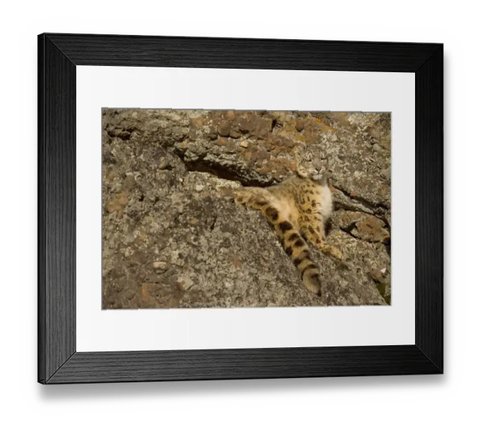 Framed Print : Snow leopard {Panthera uncia} sunning on rocky ground, China, captive